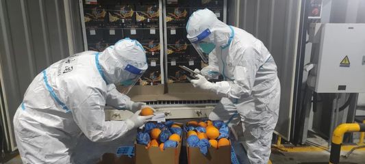 既快又准!上海海关大数据智能比对应用助力水果“保鲜”通关